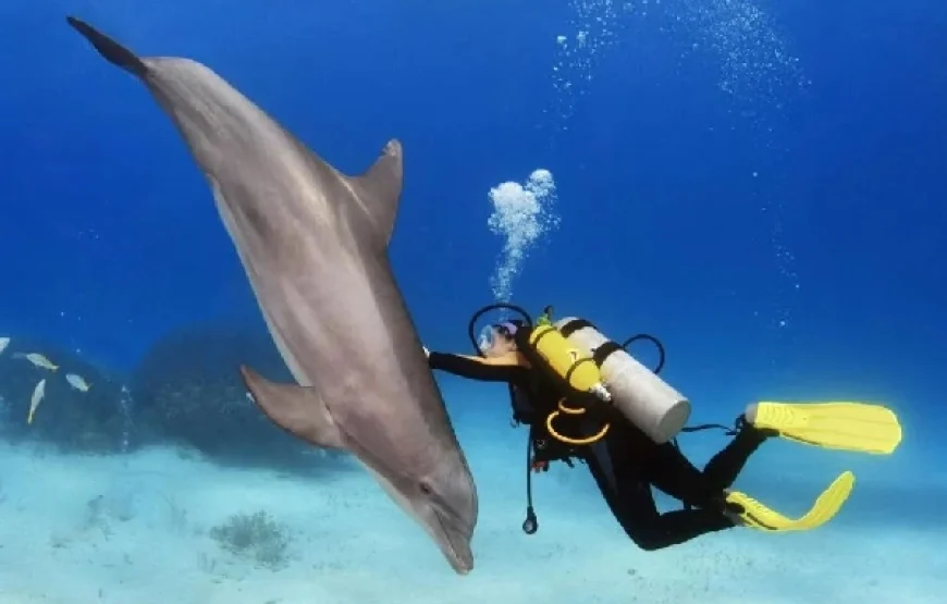 Red Sea Snorkeling Tours – Best Destinations