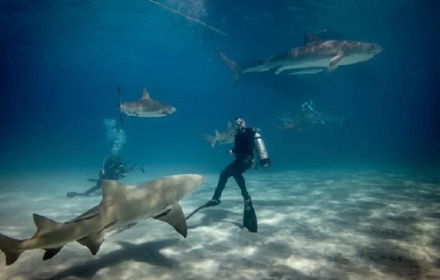 Red Sea Snorkeling Tours – Best Destinations