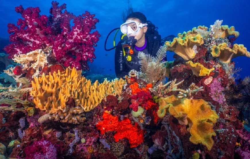 Marsa Alam: Hamata Islands Snorkeling Cruise with Lunch