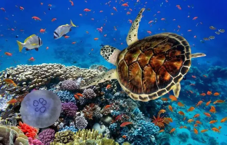 Marsa Alam: Marsa Mubarak Sea Cow & Turtles Snorkeling