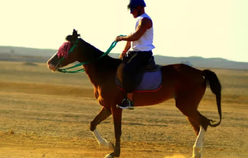 Marsa Alam: Sunrise Horseback with Breakfast