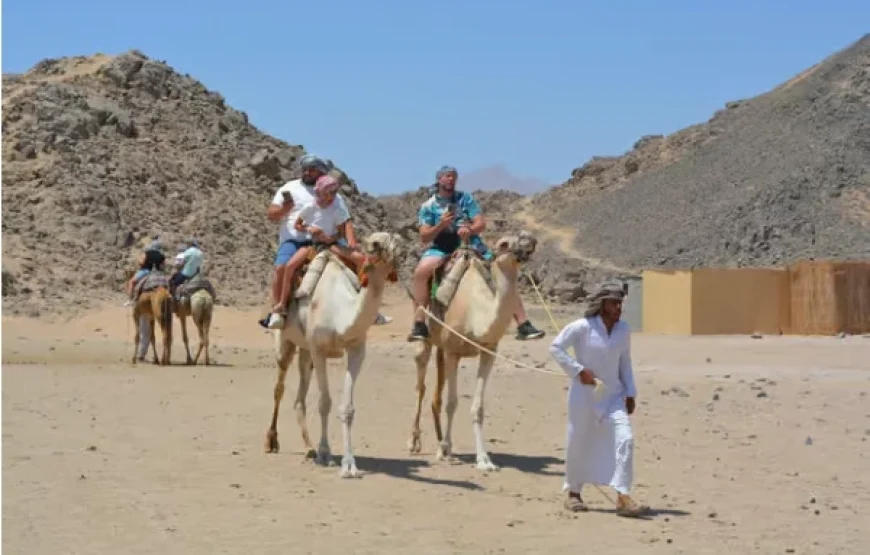 Marsa Alam: Desert Quad Bike, Camel Ride, and Bedouin Tour