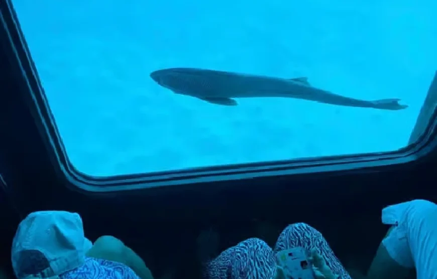 Marsa Alam: Nefertari Sunset Turtle Bay Cruise with Dinner