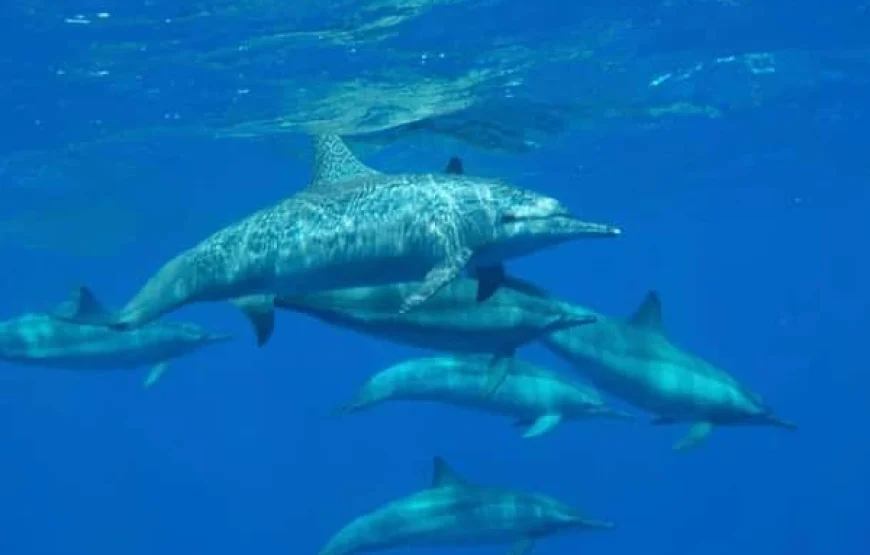 Marsa Alam: Nefertari Sunset Turtle Bay Cruise with Dinner