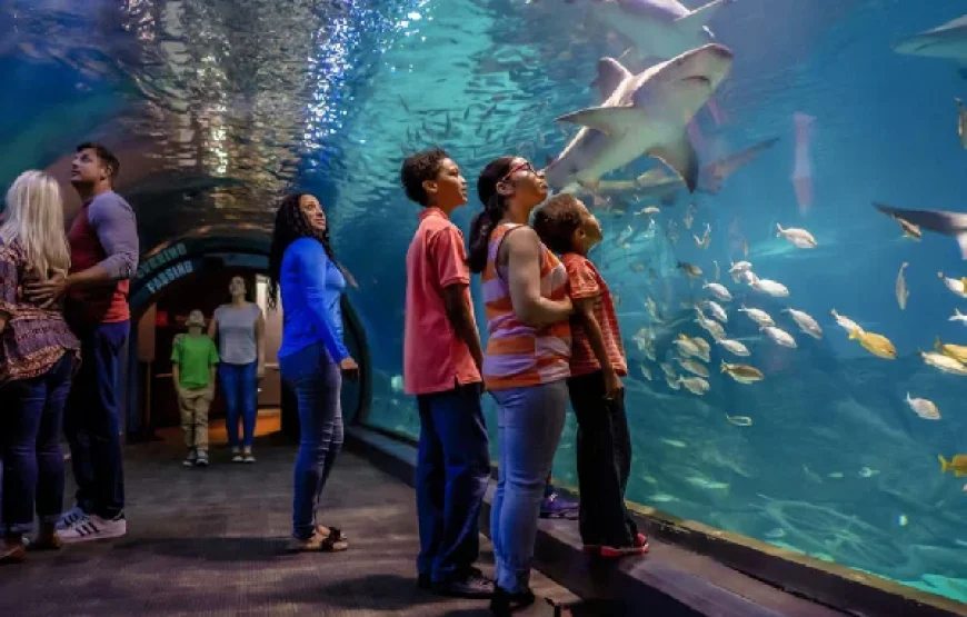 Grand Aquarium Program